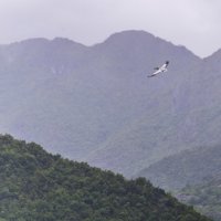 Пеликан на Скадарском озере в Черногории :: Кирилл Стопкин