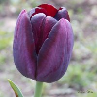 Темный тюльпан :: Виктория Стукалина