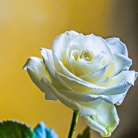 Белая роза :: Валерий Тумбочкин