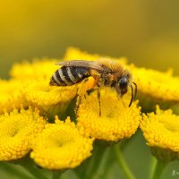 Золотая пчела :: Алла Кулиняк
