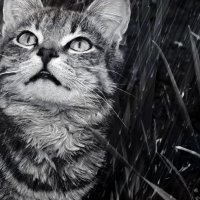 Кот под дождём :: Кристина 