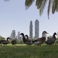 Safa Park, Dubai, United Arab Emirates :: Freol Freol