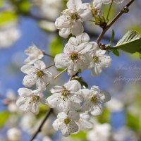 Раскрываясь цветом вишни.. :: Ирина Котенева