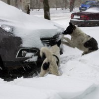 7 мая, люди со снегом уже не справляются, одна надежда на собак... :: Наталья Федорова