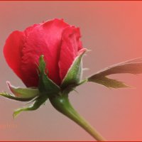 бутон розы :: ангелина гончарук