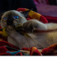 Сиамский котик :: Денис Бажан
