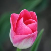 Розовый тюльпан :: Андрей Кузнецов
