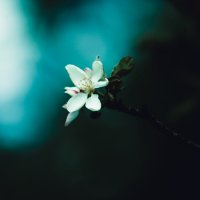 flower in the dark :: Евгений Морозов
