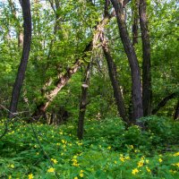 весна :: Анастасия Барыльникова