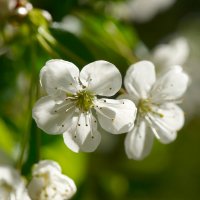 весна :: Валерий 