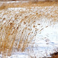 Зимой на озере :: николай матюшенков