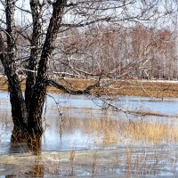 Весенние разливы в лесостепях :: николай матюшенков