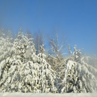 Зимний лес сквозь замерзшее стекло :: Татьяна Наймушина