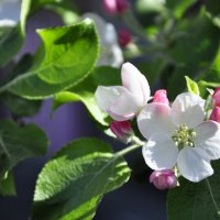 Яблони в цвету - весны творенье! :: Светлана Колесникова