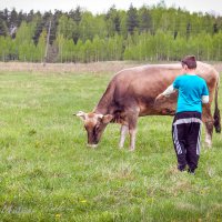 знакомства с коровой :: Юлия Звезда 