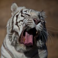 Бенгальский тигр :: Александр Сашин