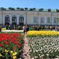 Тюльпаны :: Любовь Бутакова