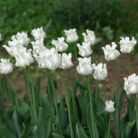Белые тюльпаны. :: Ольга 