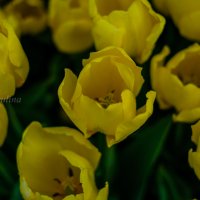 Желтые тюльпаны... :: Елена Люлина