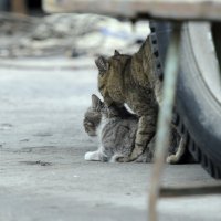 роковое отличие от них :: сергей коник