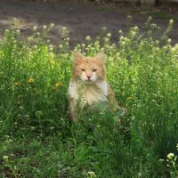 Кот весенний. :: Алина Тазова