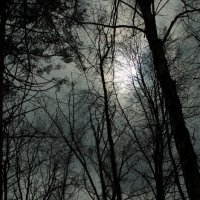 лес и небо мрачны как и я... :: Chris Sm