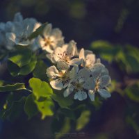Цветы на закате 5 :: DmitryLis 
