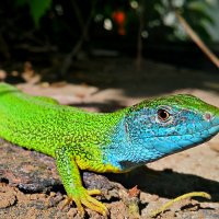 Ящерица зелёная (Lacerta viridis) :: Tutsan 