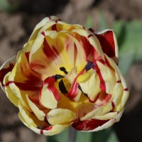 Тюльпаны :: Irinka Zzz