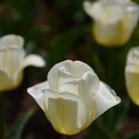 Белые тюльпаны :: Светлана Шарафутдинова
