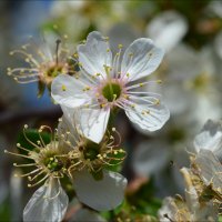 Цветок вишни :: Сергей Стенников