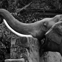 Голодный слон :: Игорь Ширяев