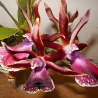 Орхидея :: Полина Комарова