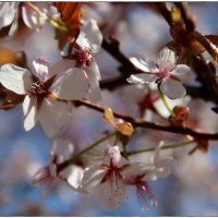 Волшебница весна :: ОЛЬГА (olinaviolina)