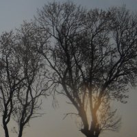 Зыбкое туманное утро :: Arusia Davrisheva