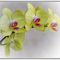 Орхидея Phalaenopsis :: Александр Морозов