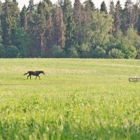 свобода :: Галина Петрова