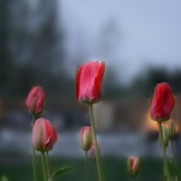 Тюльпаны на дачном участке :: prostow 