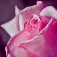 Розовая роза :: Виолетта Кустовская