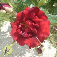 роза в саду.. :: валерия мамбетова
