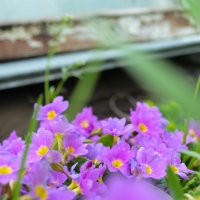 Фиолетовые цветы :: Анастасия Радыно