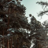 Зима :: Сергей Политыкин