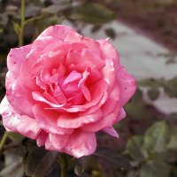 Bermuda Rose,чайно-гибридная :: Сергей Мягченков