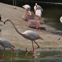 Фламинго в зоопарке (на воле они красивые!) :: Наталья Аринцева
