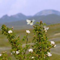 А бабочки крылышками  бяк-бяк..... :: Геннадий Валеев