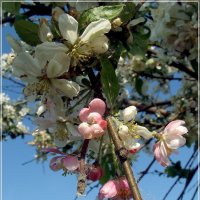 Когда яблони цветут... :: Евгений К