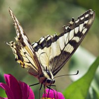 Papilio machaon :: Татьяна Губина