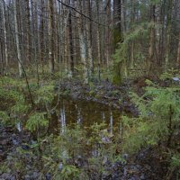 лес и вода 1 :: Вадим 