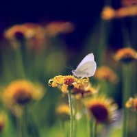 цветок и бабочка :: Svetlana Sauh