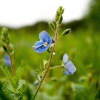 Синенький скромный цветочек... :: Денис Пшеничный